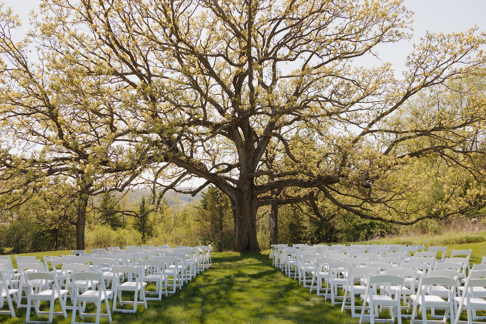 Rows of white chairs set up beneath a blooming oak tree for an outdoor wedding in Madison, Wisconsin, ready for a ceremony full of natural beauty and intimate wedding ideas.