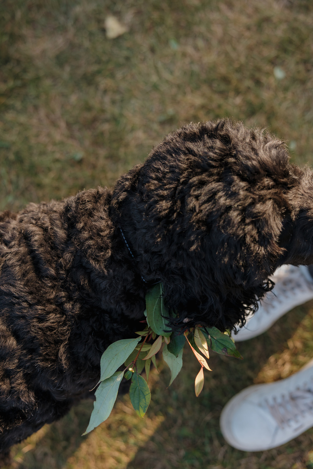 Close-up of a curly-haired black dog wearing a greenery collar, standing by its owner’s feet during an outdoor Wisconsin wedding.