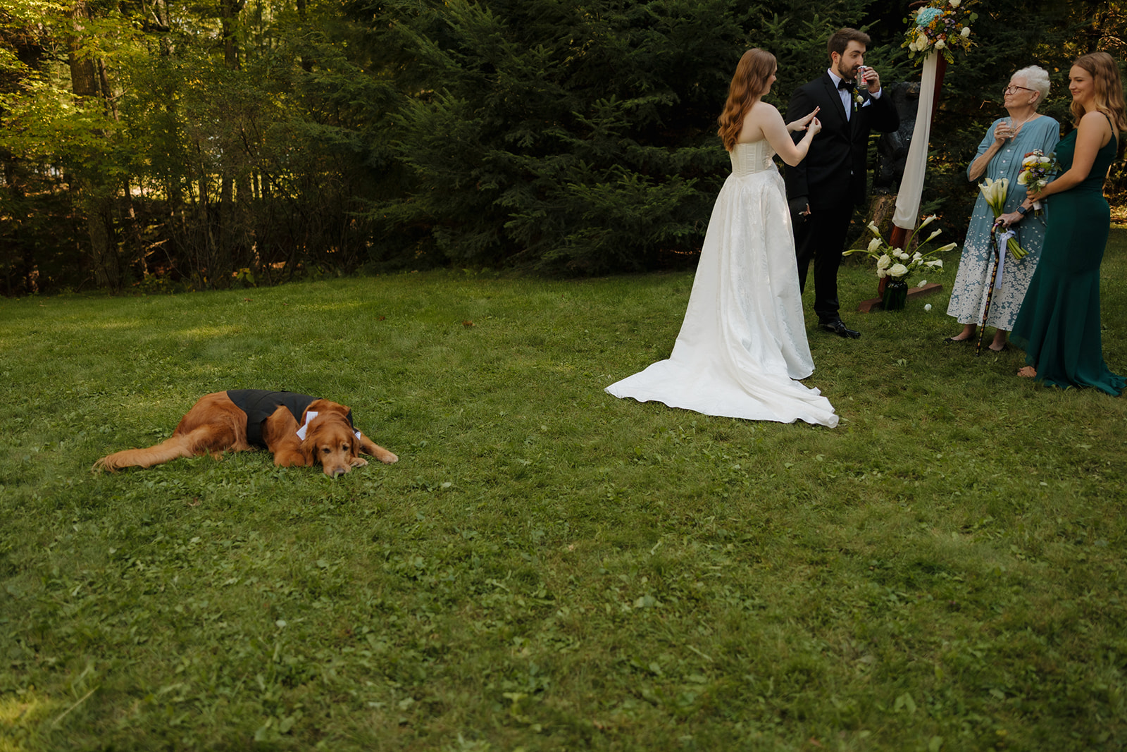 Golden retriever in a tuxedo vest laying in the grass during the outdoor barn wedding ceremony.