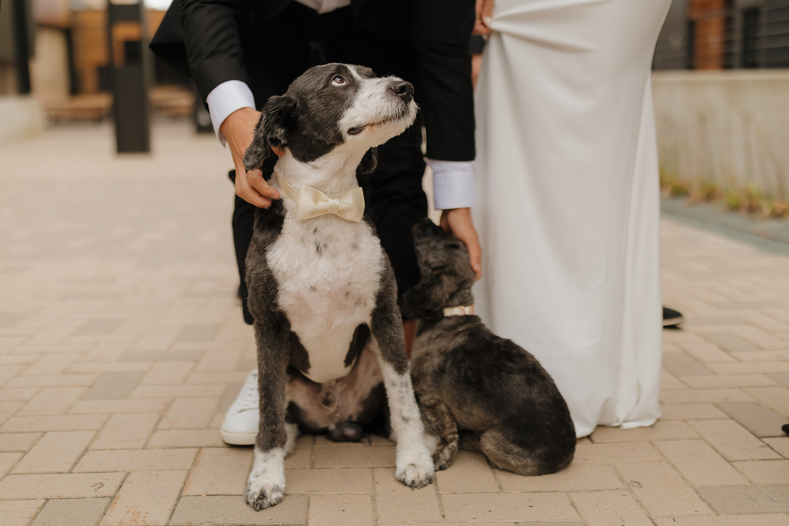 Black and white dog wearing cream bow tie looks up at owners as they pet him gently.