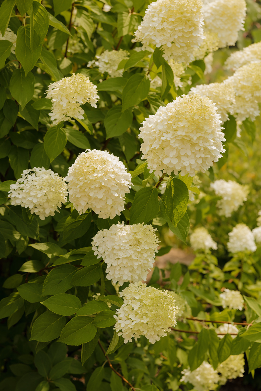 Close-up of white hydrangea blooms outside the ceremony space at a Wisconsin wedding venue.