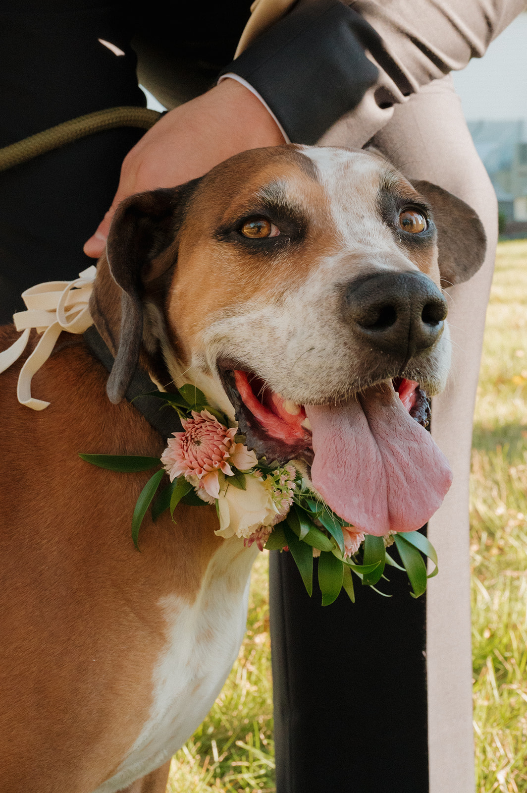 Close-up of a happy wedding dog wearing a floral collar, soaking up love and sunshine on the big day.