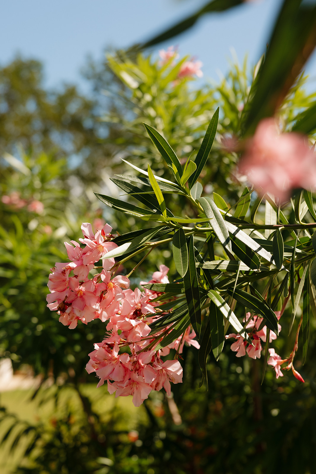 Pink tropical flowers and greenery often seen at garden wedding venues in Fort Myers Florida